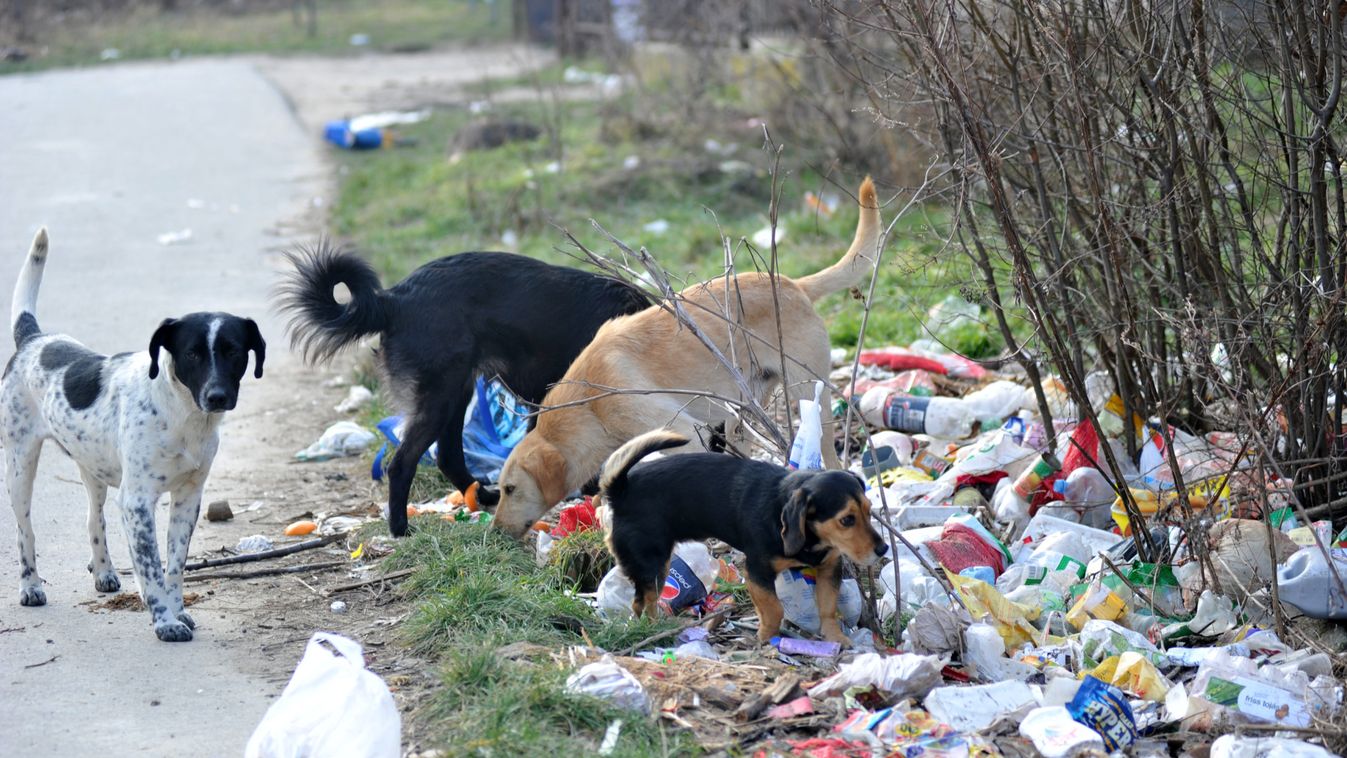 Mások felelőtlensége az állatvédők terhe