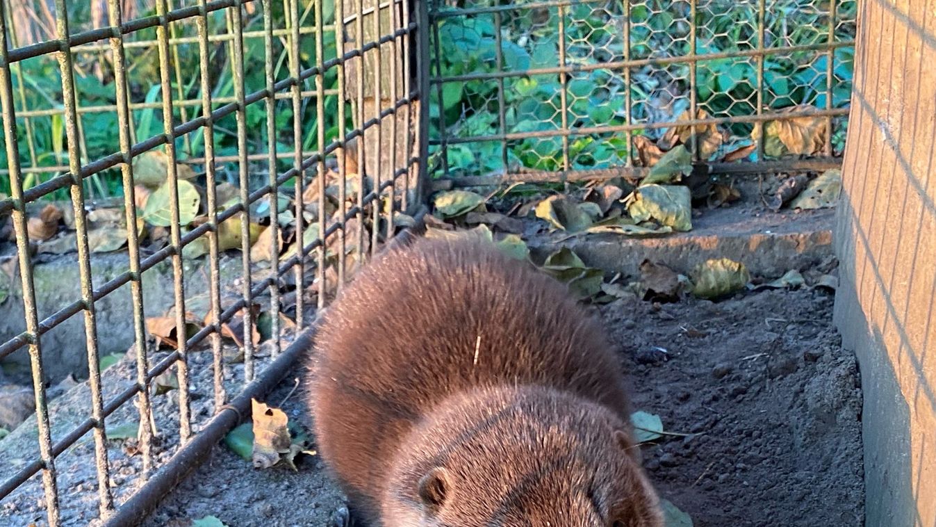 Újabb kisvidra költözött a petesmalmi vidraparkba