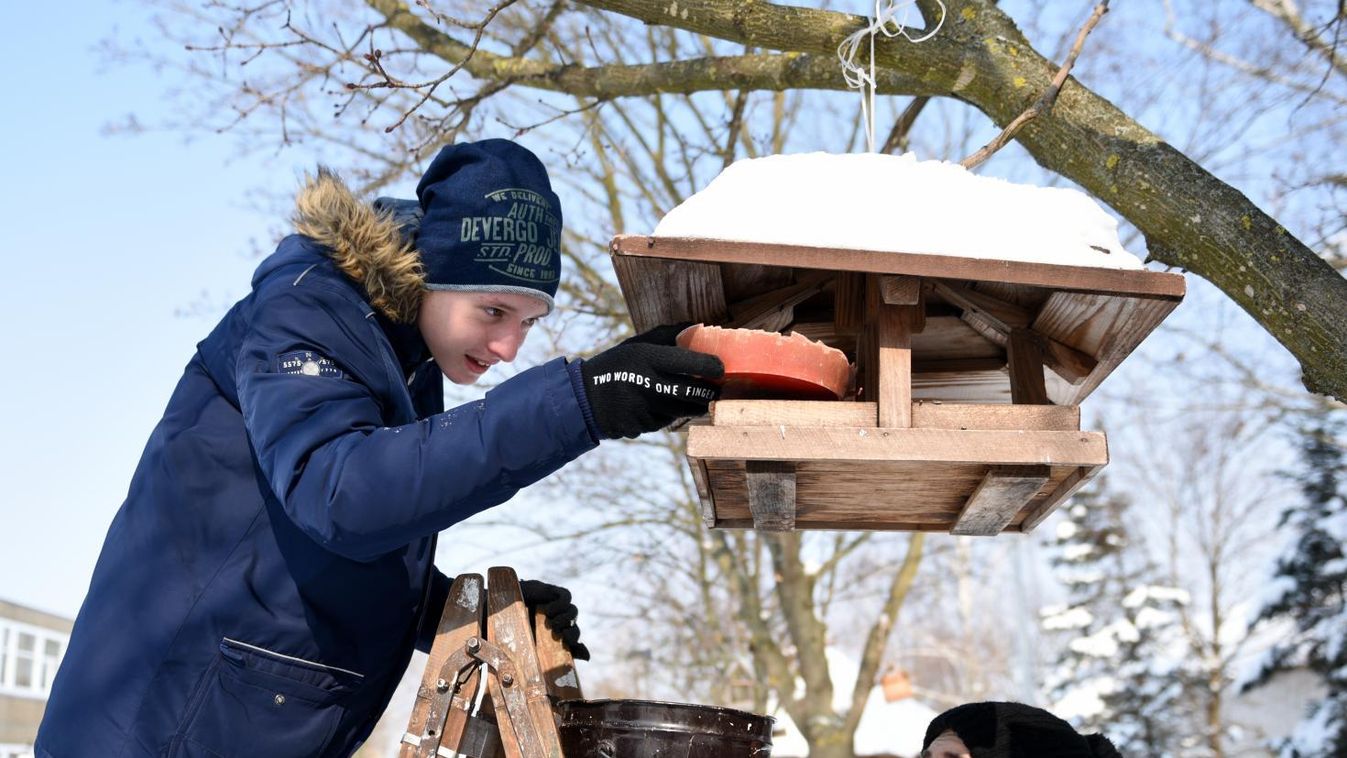 Életmentő lehet a madarak téli etetése