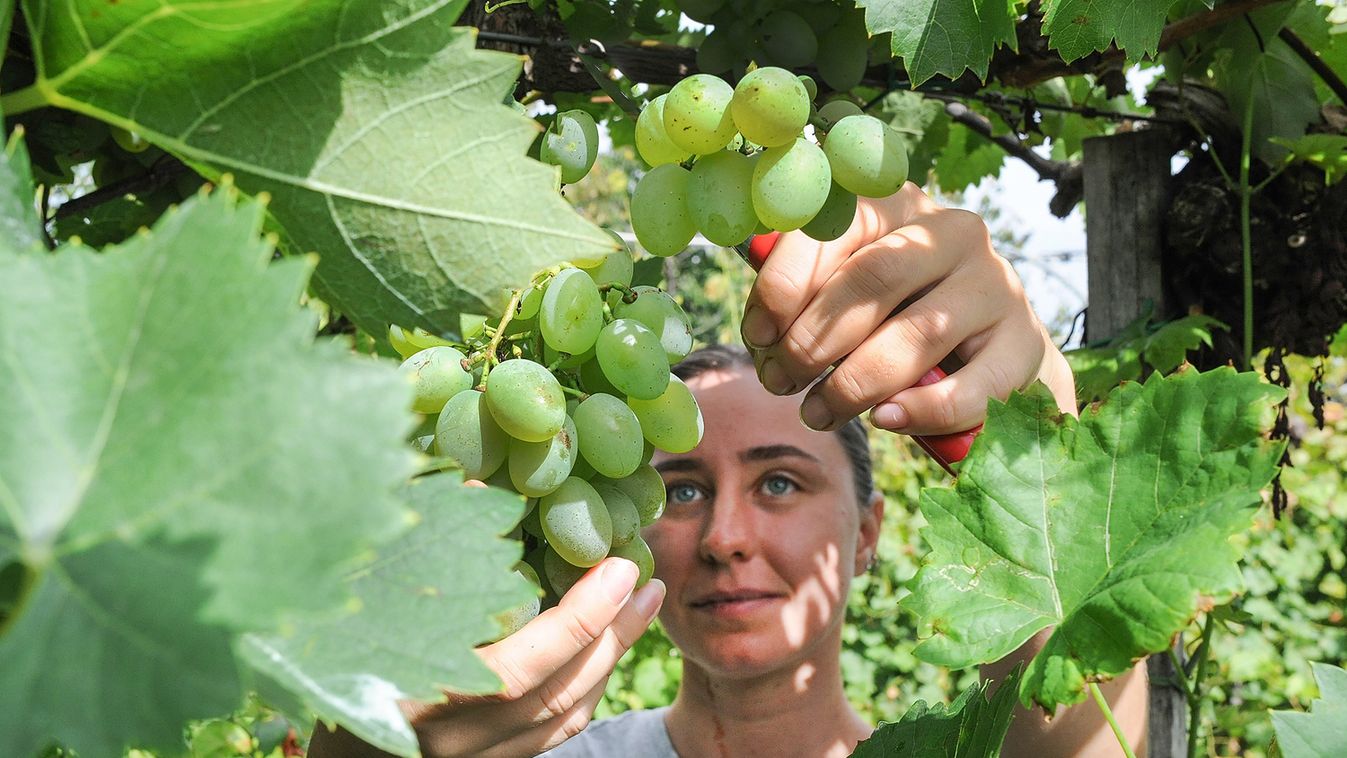 Kevesebb bor lesz idén, de kiváló lehet az évjárat