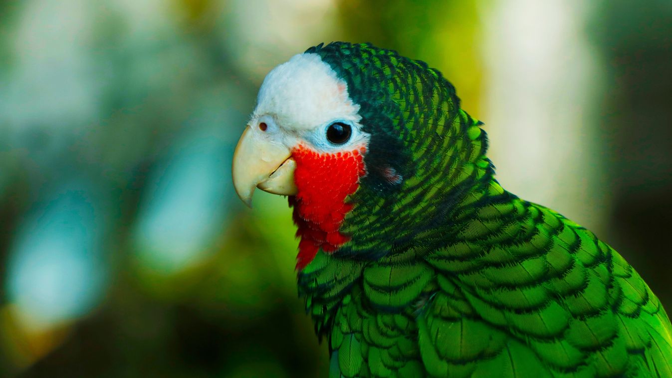 Kubai amazonpapagájok keltek ki a Szegedi Vadasparkban