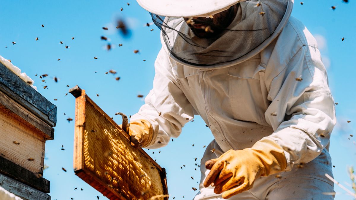 Beekeeper,Working,Collect,Honey.,Beekeeping,Concept.
méz méh méhész méhészet 