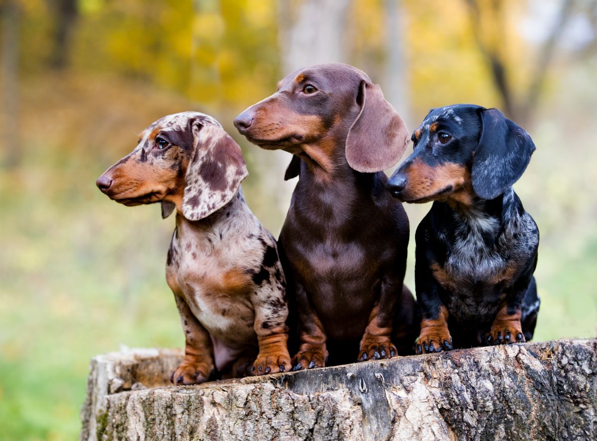 Dachshunds,Dog,In,The,Autumn,Background