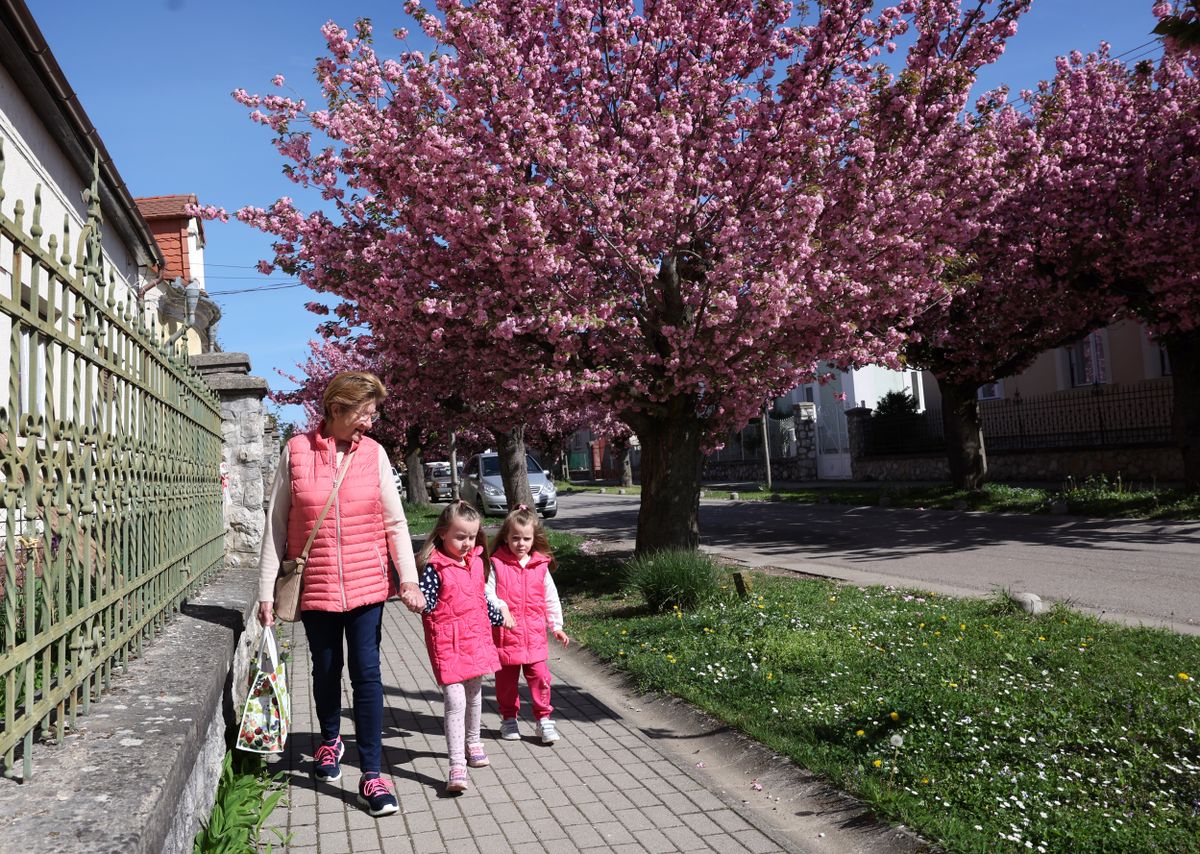 Kaposvár, Temesvári utca, Tavasz, időjárás, Japán cseresznyefa virágzás