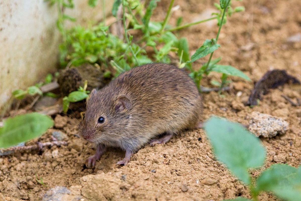 The,Common,Vole,(microtus,Arvalis),In,A,Natural,Habitat pocok