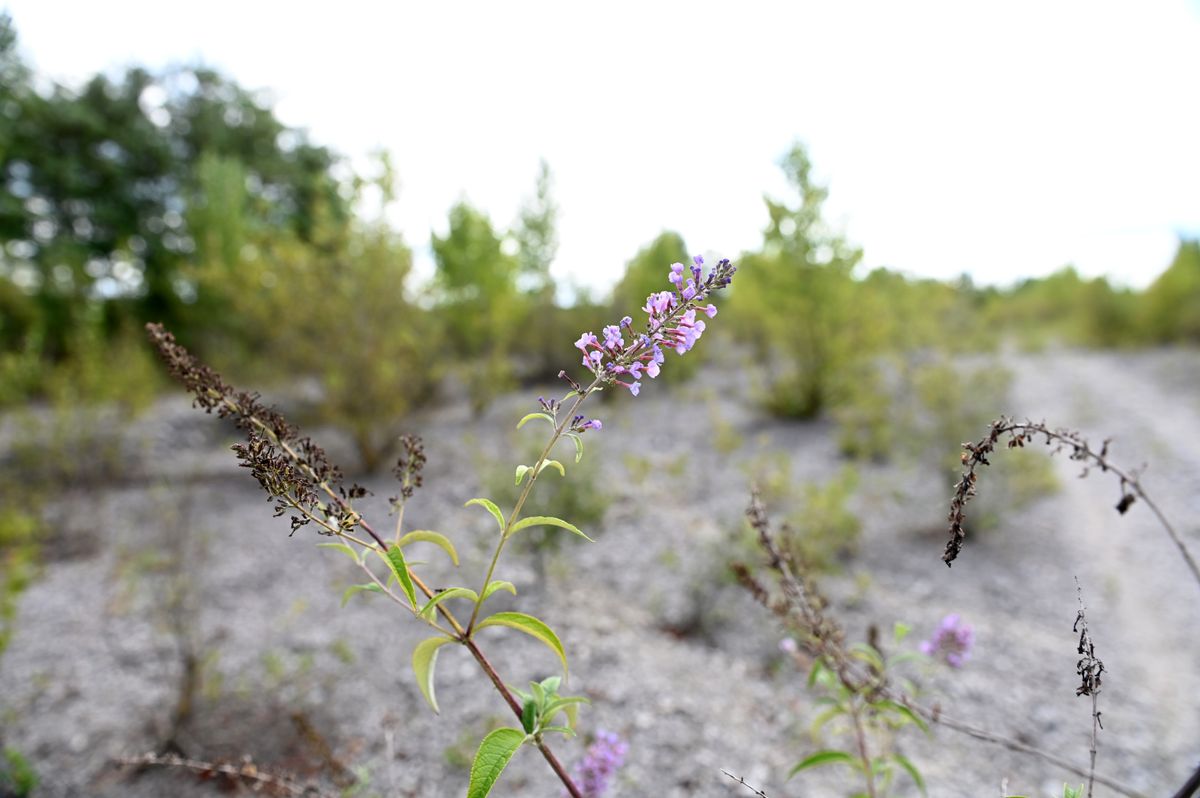 Növénytakarja a Balatonringet.