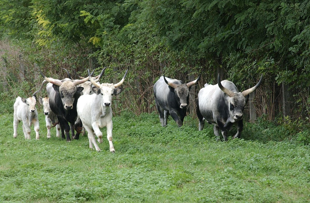 bika, szürkemarha, gulya