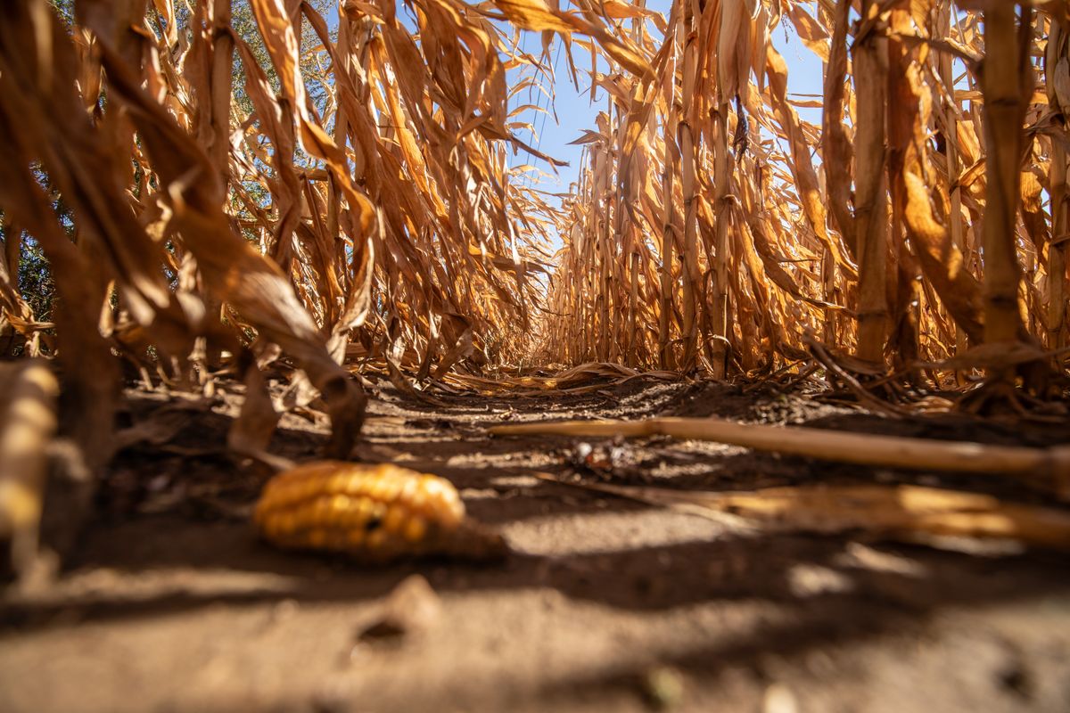 aflatoxin, kukorica