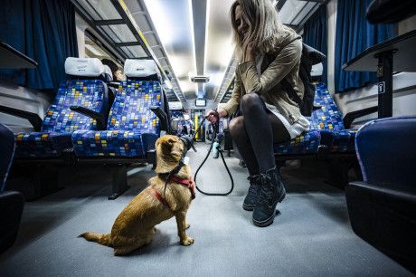 Kutyaszállítás a MÁV InterCity járatain: gazdi és kutyája a vonat ülésénél pórázon és szájkosárral, az új szabályok szerint.