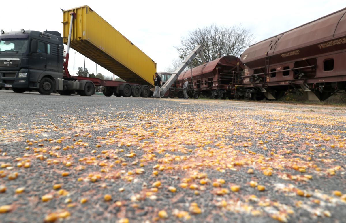 Az aflatoxin szennyezettség miatt átmenetileg felfüggesztette a kukorica felvásárlását az egyik kaposvári agrárcég. 