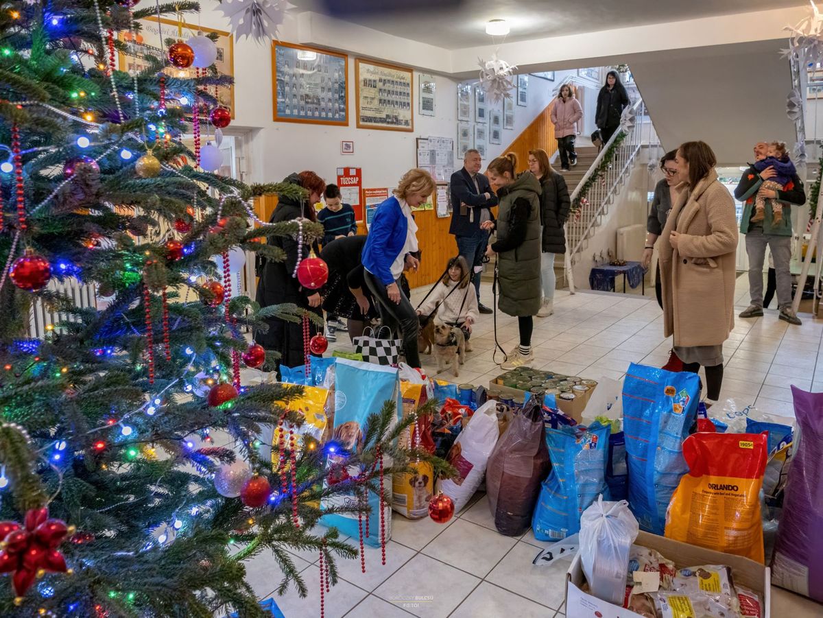 otthontalan állatoknak, kutyáknak gyűjtöttek a balatonboglári általános iskolában karácsonykor