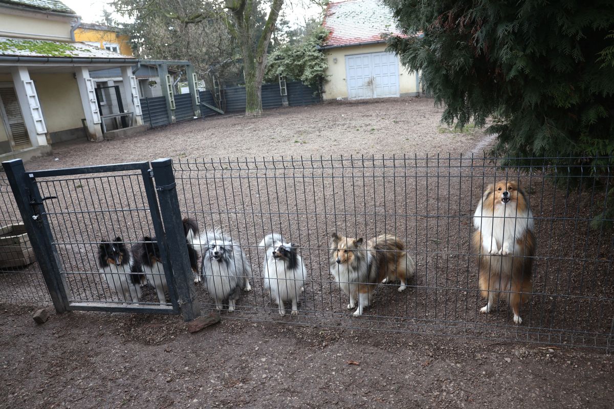 Kutyaugatás Nemesviden