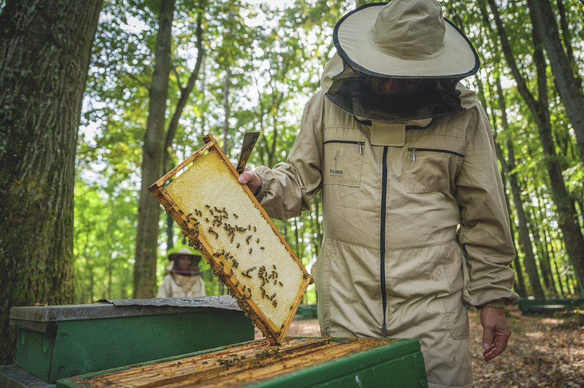 Méhészek akácerdöben-31