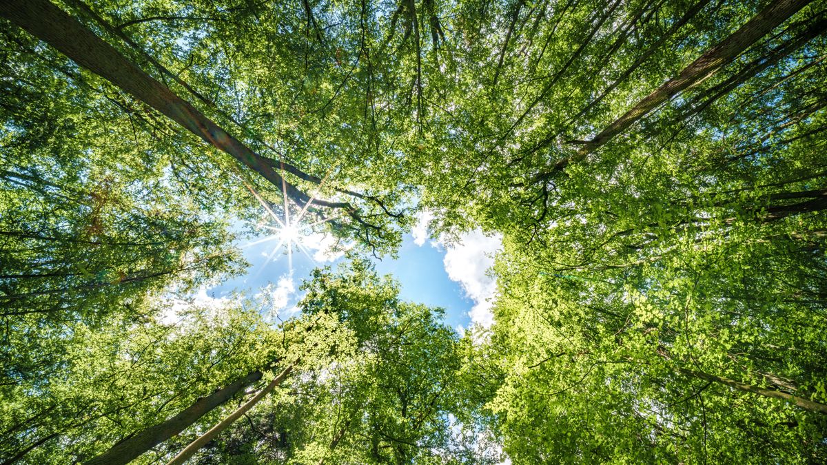 Observing,The,Sunlight,Filtering,Through,The,Trees,In,A,Forest, erdő, időjárás 2464463519