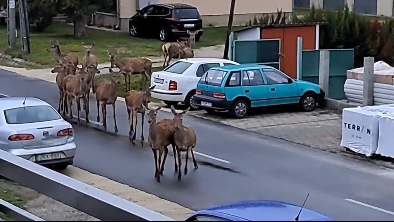 Döbbenetes: szarvascsorda kószált a balatonboglári utcán (videó)