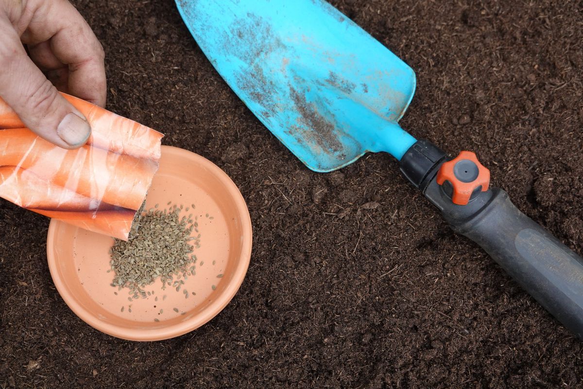 Man,Digs,Out,Carrot,Seeds,To,Sow,On,A,Plate
