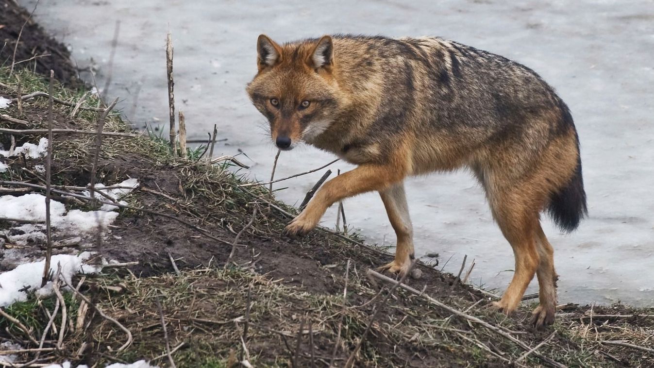 A vadon szava: megjelentek a sakál-kutya hibridek – így terjeszkedik a nádifarkas