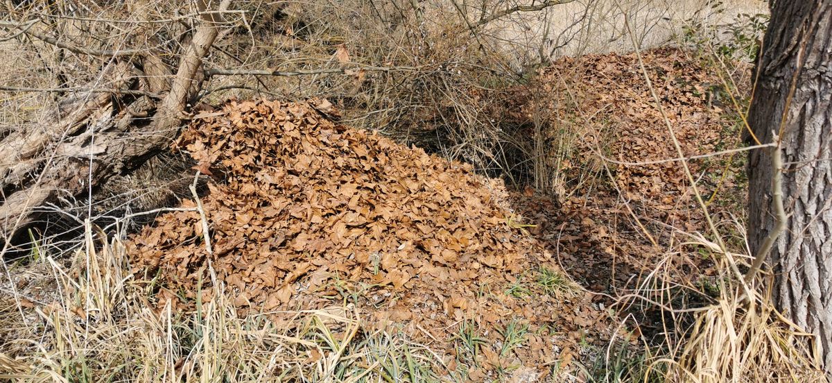 : Illegálisan lerakott zöldhulladék Balatonmáriafürdő part menti területén