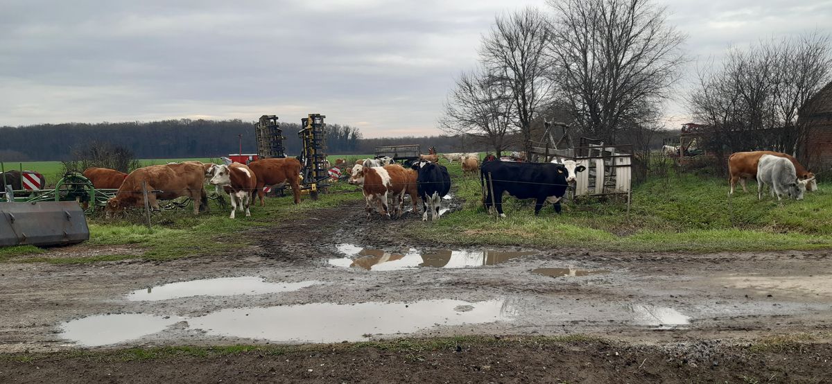szomszéd, Tótújfalu