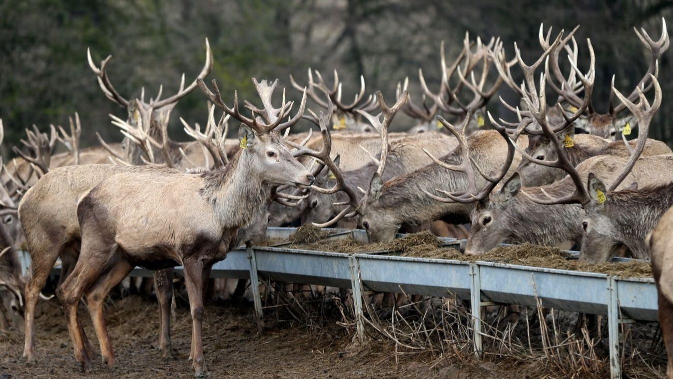 Fertőtlenítés után léphetnek a vadasparkba a látogatók