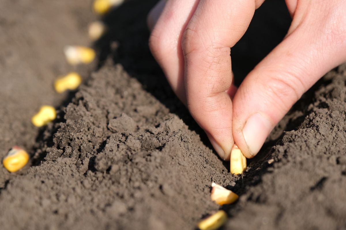 Close,Up,View,On,Farmer,Hand,Puts,Corn,Seed,Into