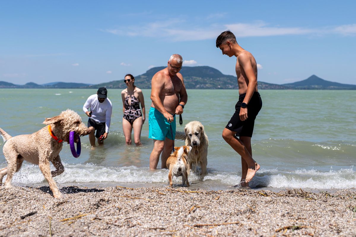 kutyás strand