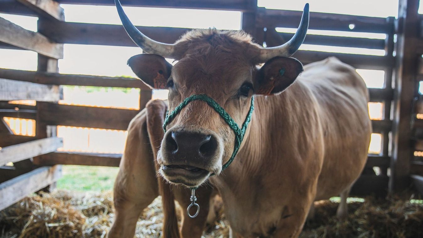 Feloldották Somogyban a korlátozásokat