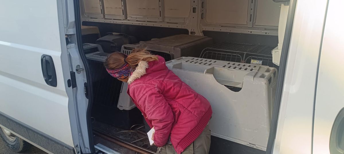 Kóbor kutyák: Kutyabefogó akció Lengyeltótiban