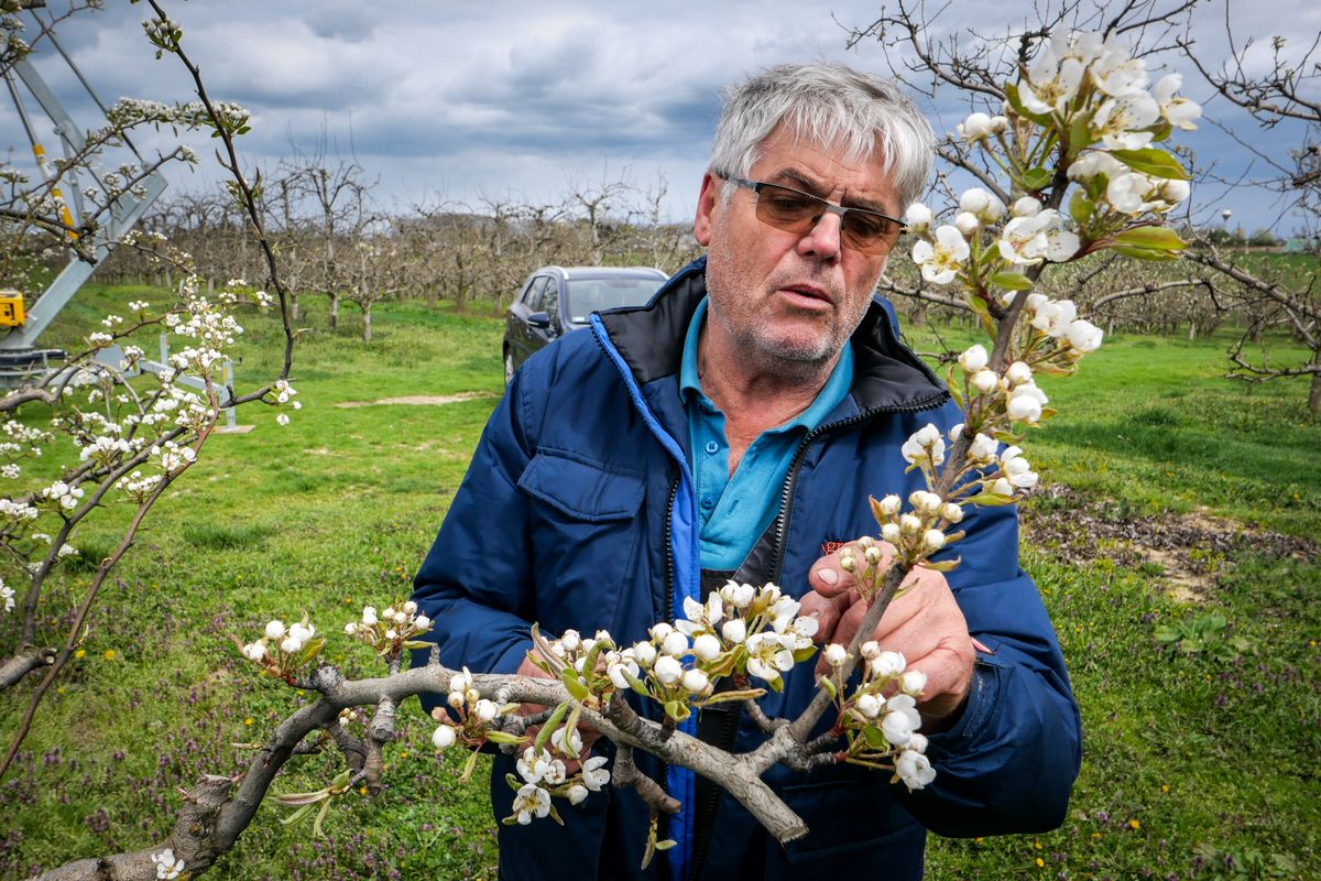 Nem fagyott el minden, folytatódik a virágzás