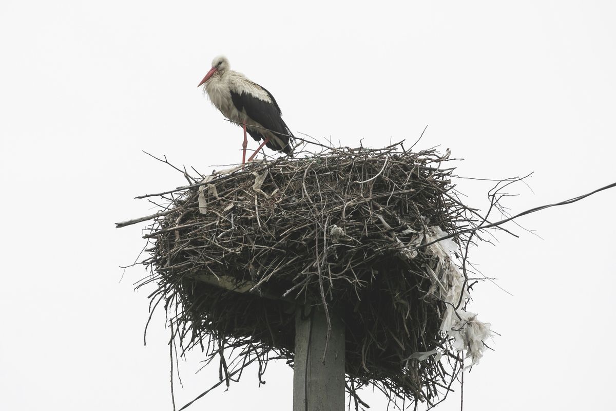 CM20241114_Gólya Debrecenben_HAON (3)