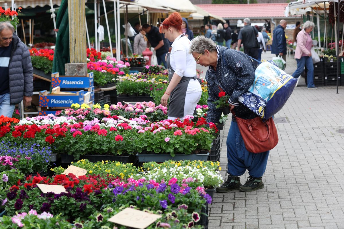 Gyönyörű egynyári virágok és balkonnövények közül válogathatunk a Kaposvári Nagypiacon.