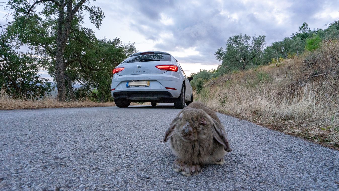 Elütötték a húsvéti nyulat Ságváron