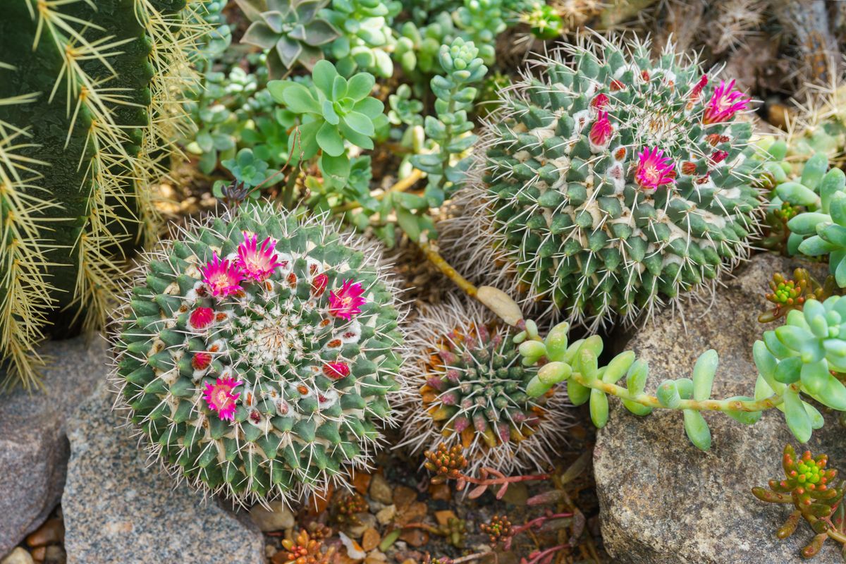 Blooming,Cactus,With,Pink,Flowers,Cactacea,Mammillaria,Polythele,Near,A