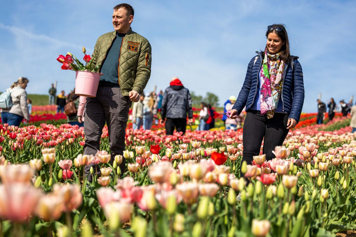 tulipánszüret
