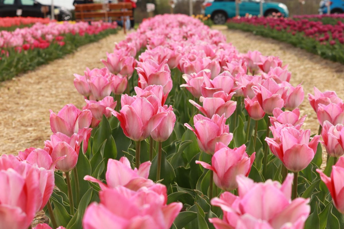 tulipán