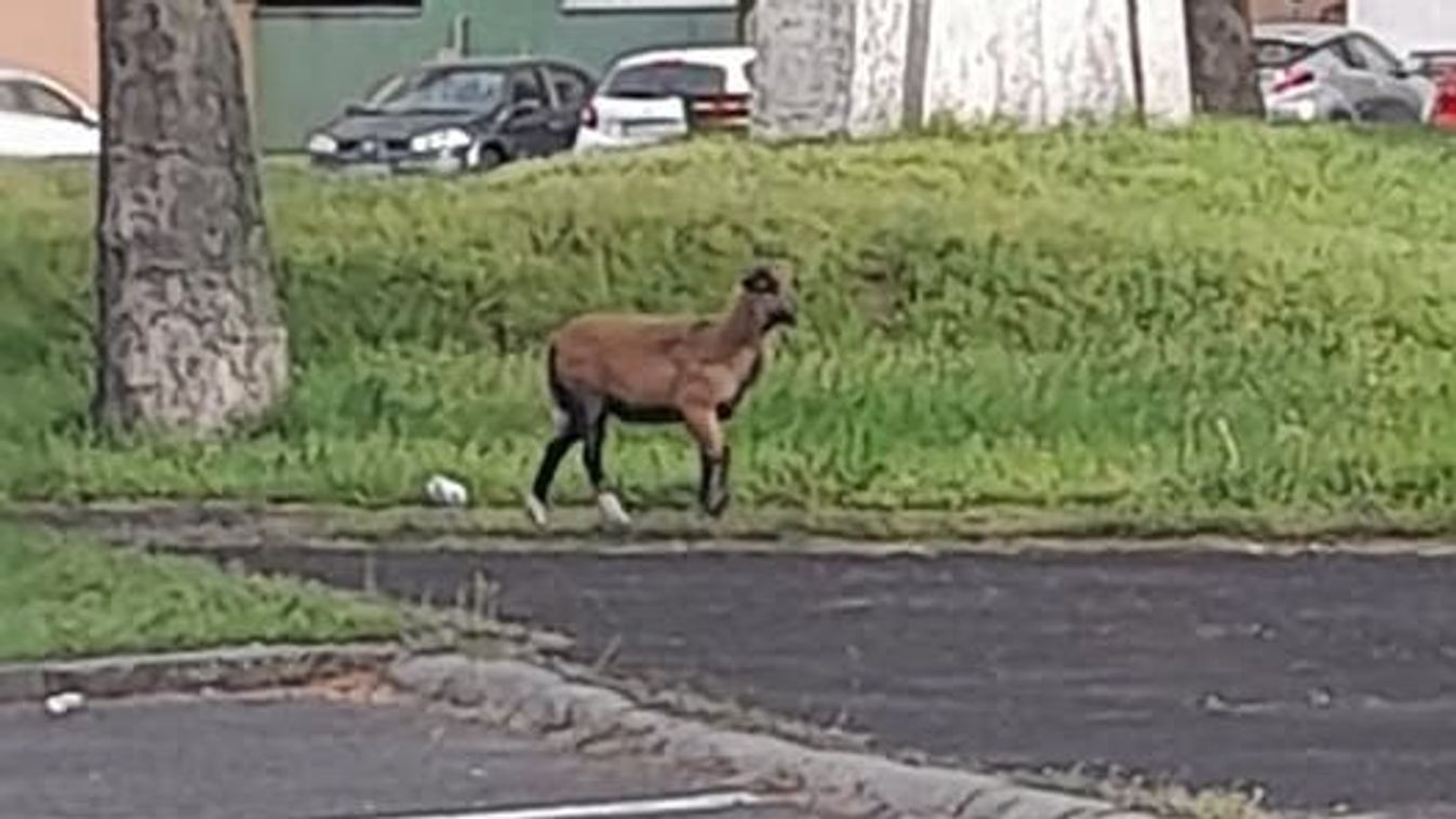 Kóbor kecske riogat Barcs utcáin