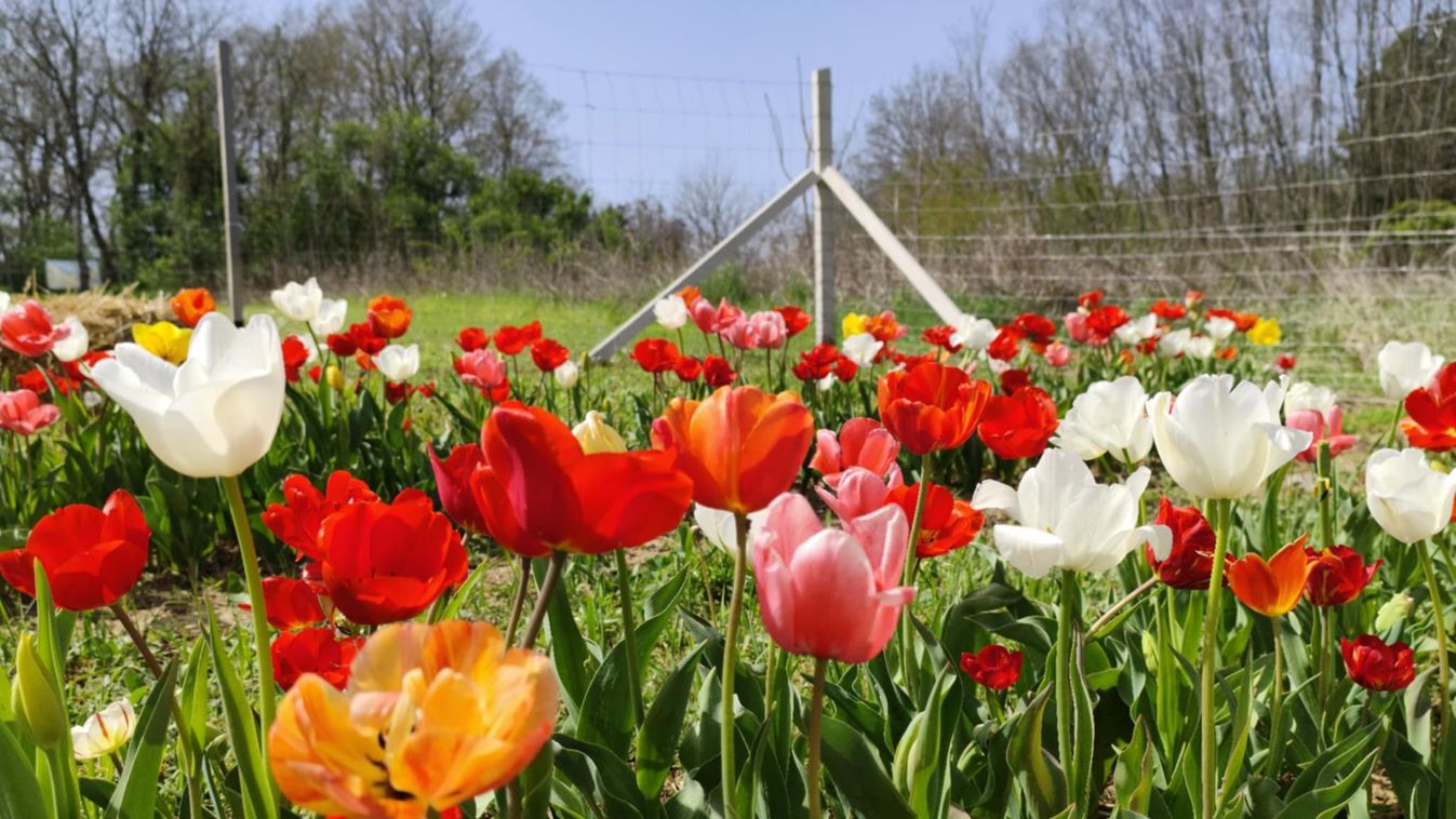 A tulipán a kedvenced? Százával szedheted már Igalban is