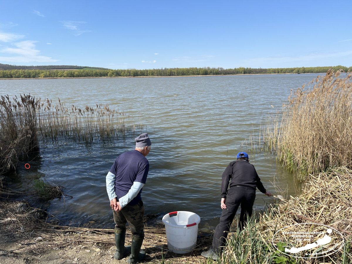 Balaton csukatelepítés