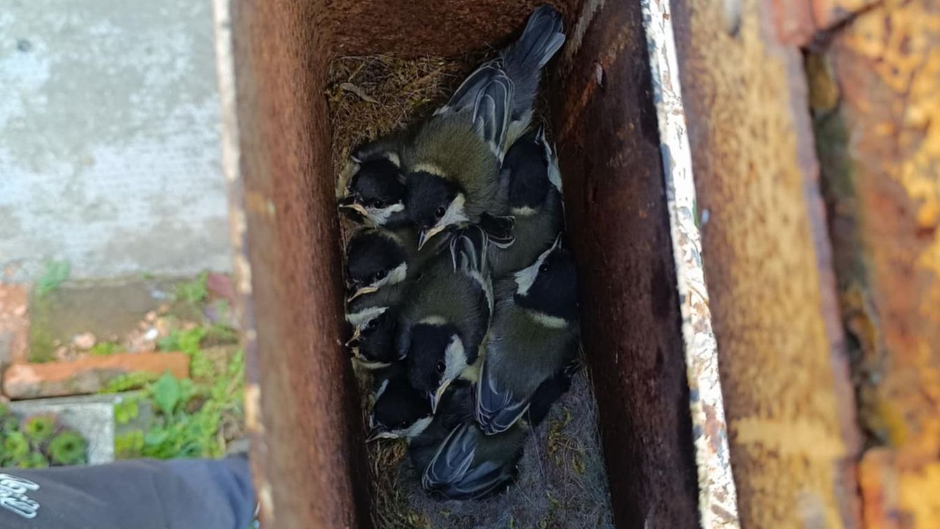 Vigyázz, egy egész kolónia költözhet a postaládádba, ha nem vigyázol! – videón a lakók