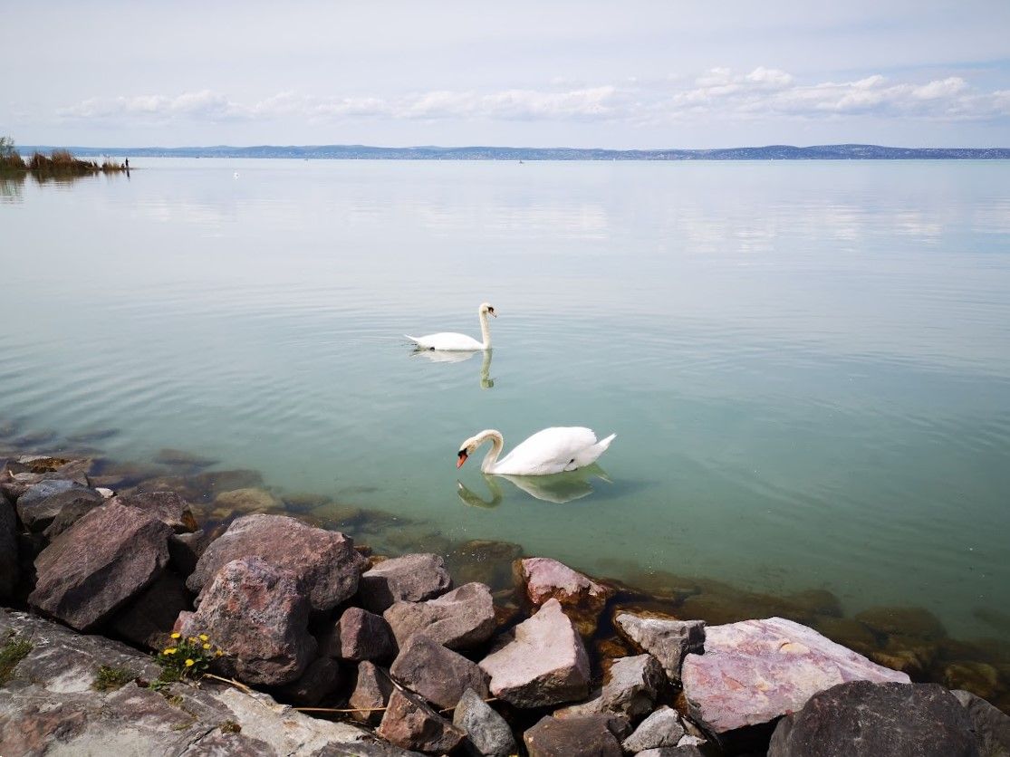 Algavirágzás, Balaton, Siófok, hattyú