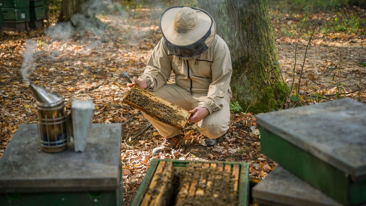 Hatalmas mennyiség: több mint 55 tonna ismeretlen eredetű mézet vontak ki a forgalomból 