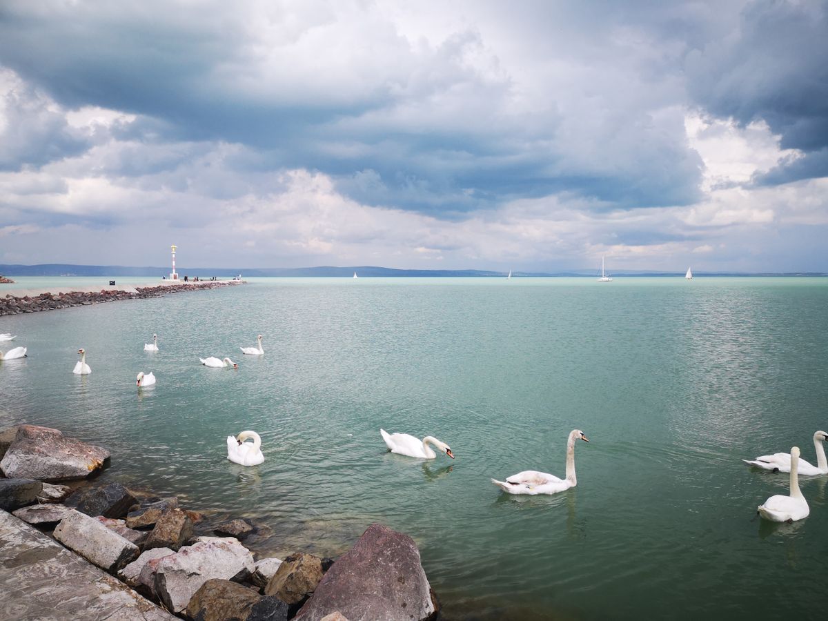 Időjárás, Balaton, hattyú