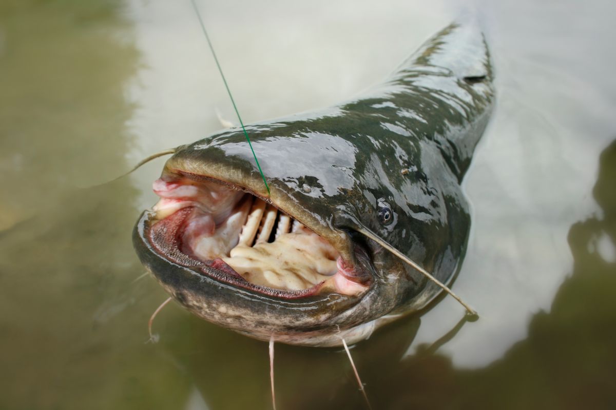 catfish; halszörny harcsa