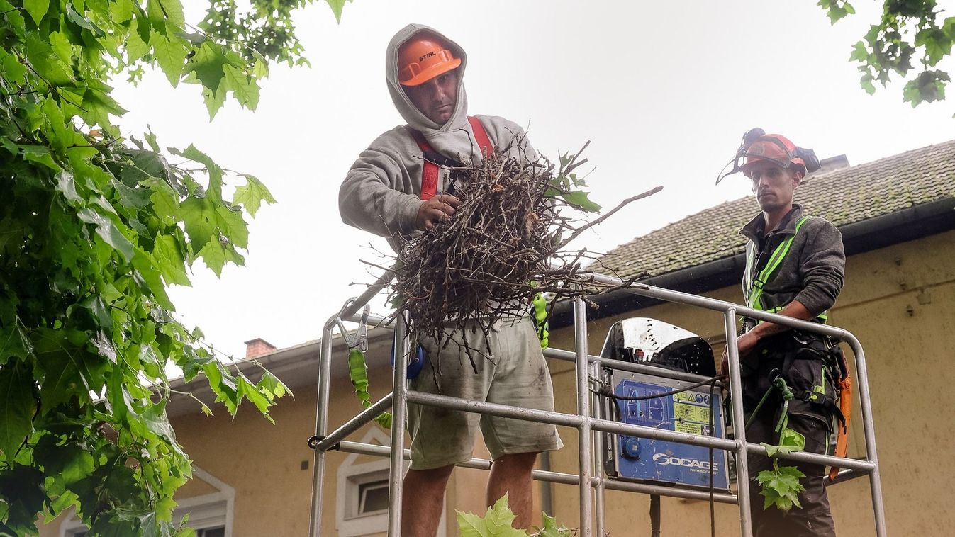 Döntöttek Kaposváron, kilakoltatják a varjakat