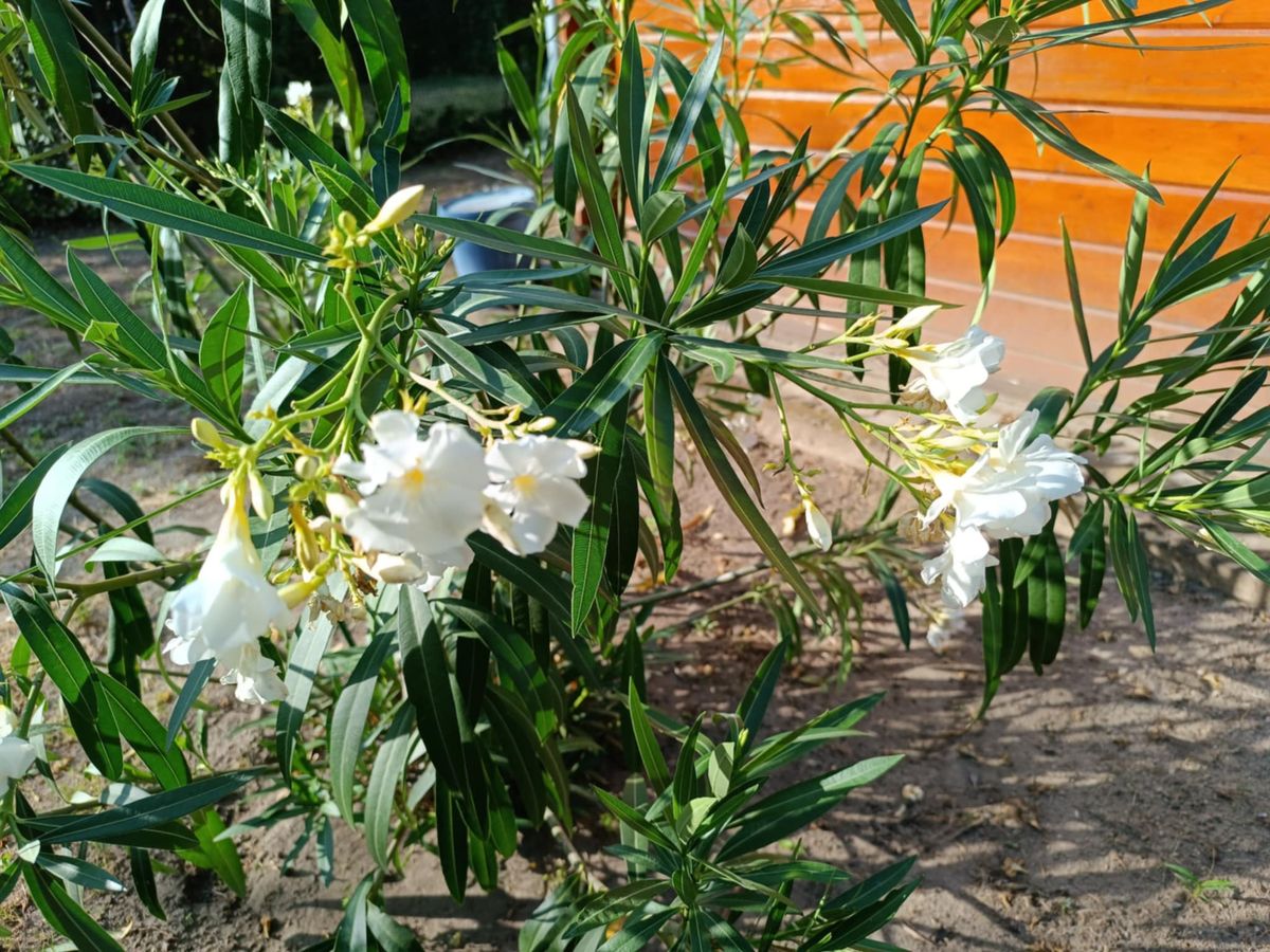Leander, oleander