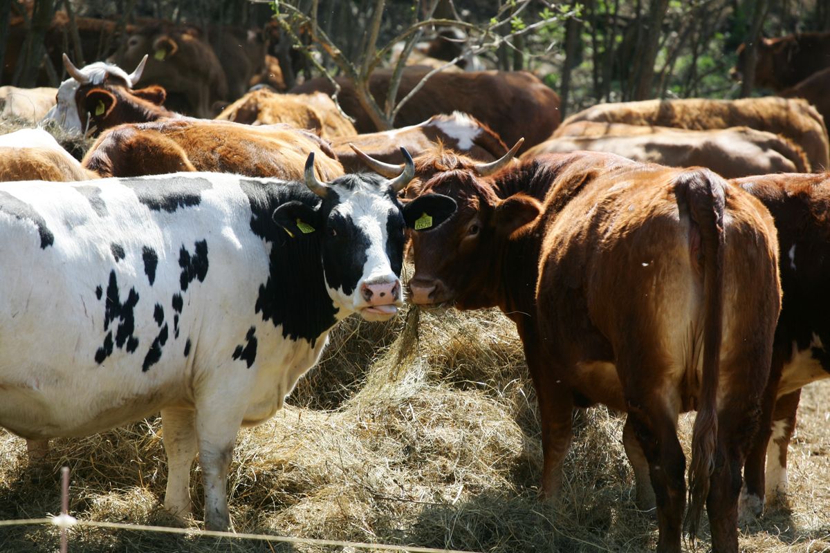 A tej is finomabb őssejtkezelés után