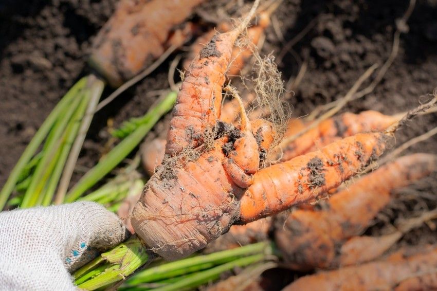 fertőzött zöldség deformálódott Kép: egészségkalauz