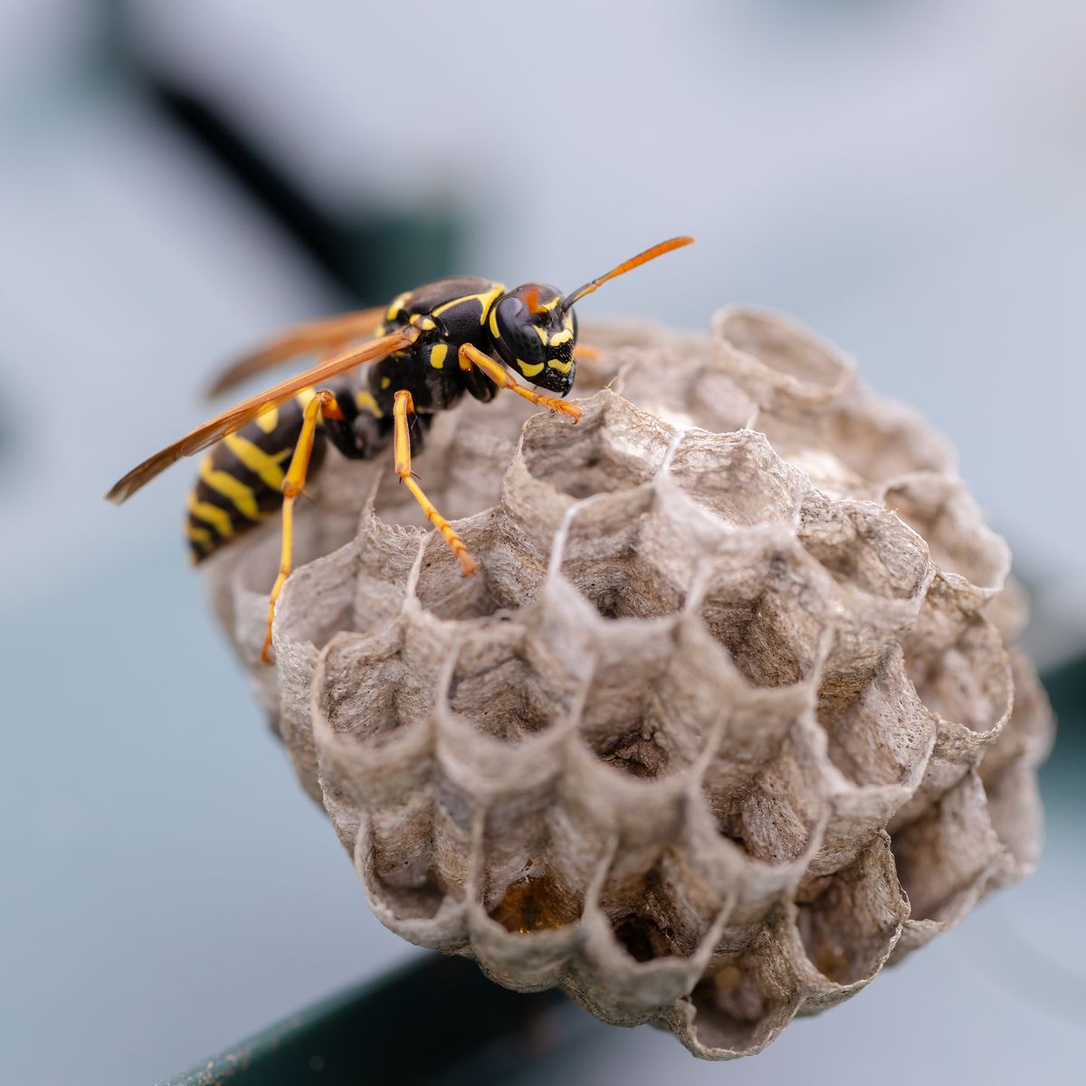 Close-up of bee on honeycomb