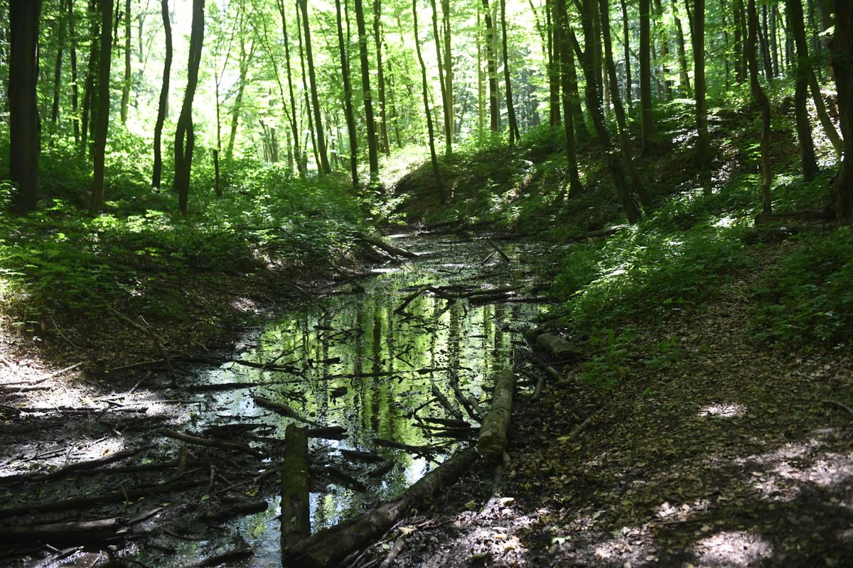 Van, ahol apadtak a patakok, de a gyertyánosi forrás nem apadt el. 