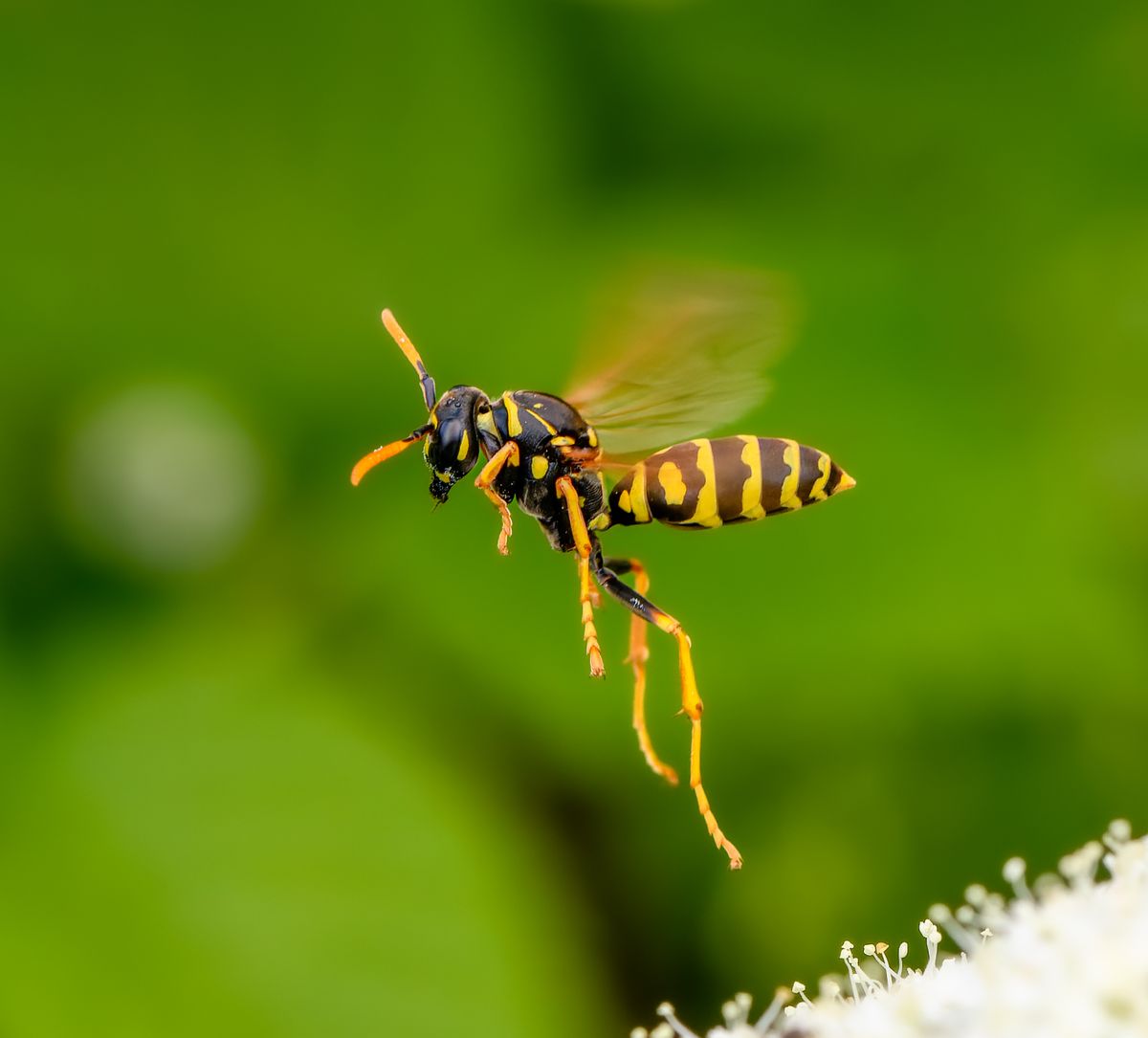 Close-up of insect on plant,Lviv,Ukraine darázscsípés kezelése